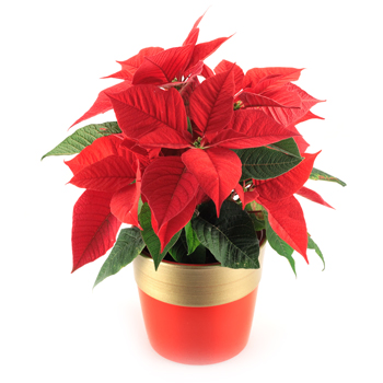 Poinsettia Plant to Uruguay