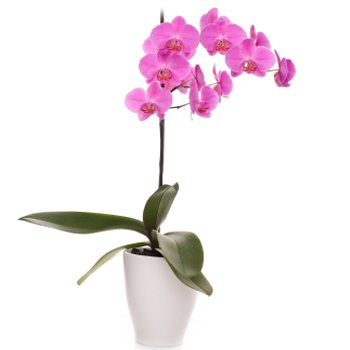 Pink Orchid to Fiji