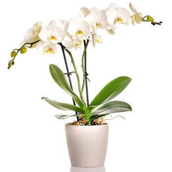 White Orchid to Costa Rica